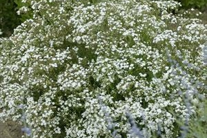 Gypsophila 'Festival Star' 