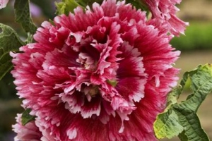 Alcea Hollyhock 'Fiesta Time' 