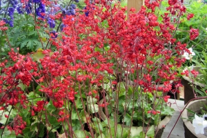 Heuchera 'Firefly'