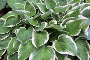 Francee, Hosta 