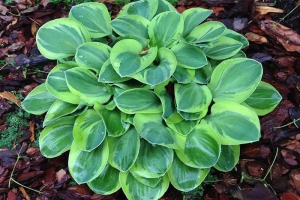 Frosted Mouse Ears, Hosta