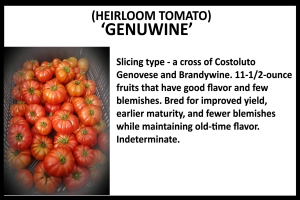 Tomato 'Genuwine'