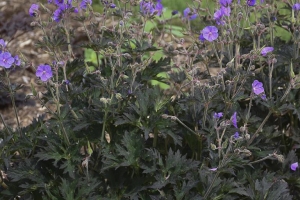 Geranium 'Boom Chocolatta'  