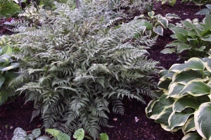 Fern Athyrium 'Ghost' 