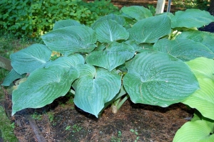 Gitchigumi, Hosta