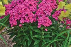 Phlox paniculata 'Glamour Girl' 