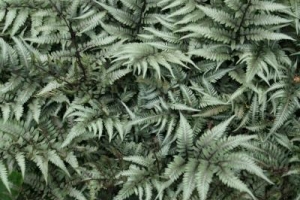 Fern Athyrium 'Godzilla' 