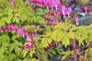 Bleeding Heart 'Gold Heart' 