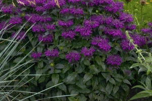 Monarda 'Grape Gumball' 