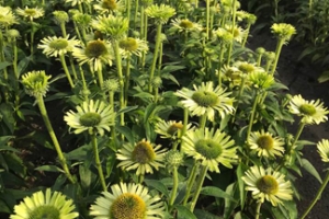 Echinacea 'Green Jewel' 