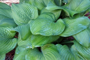 Guacamole, Hosta