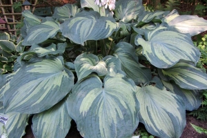 Guardian Angel, Hosta