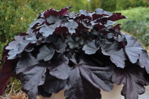 Heuchera 'Black Pearl'