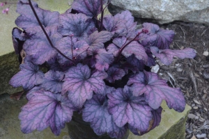 Heuchera 'Electric Plum'  