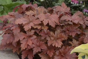 Heucherella 'Hopscotch'