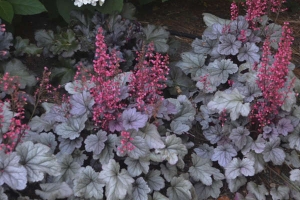 Heuchera 'Silver Gumdrop'