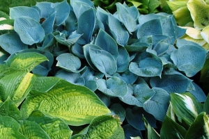 Hadspen Blue, Hosta 