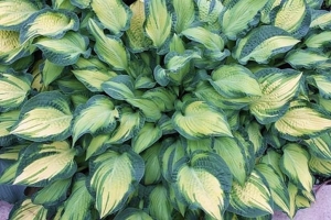 Happy Dayz, Hosta