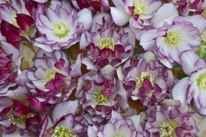 Helleborus 'Blushing Bridesmaid' 