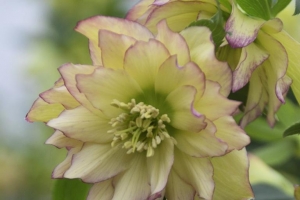 Helleborus 'First Dance' 