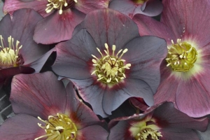 Helleborus 'Rome in Red' 