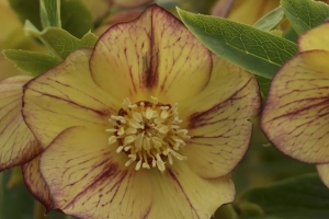 Helleborus 'Tropical Sunset' 