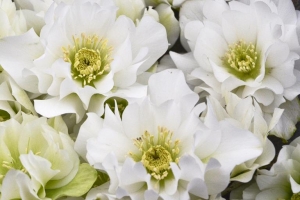 Helleborus 'Wedding Bells' 