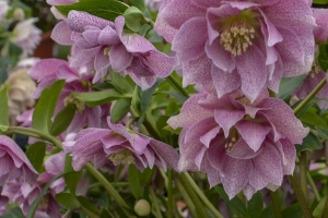 Helleborus 'Wedding Crasher' 