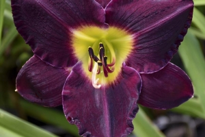 Hemerocallis 'Bela Lugosi'