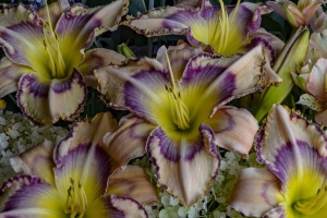 Hemerocallis 'Handwriting on the Wall' 