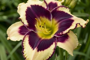 Hemerocallis 'Inkheart' 