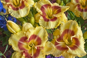 Hemerocallis 'Montery Jack' 