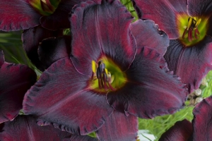 Hemerocallis 'Raspberry Suede'