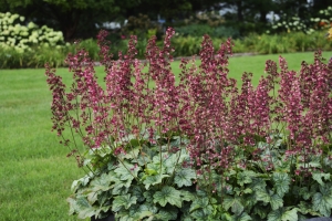 Heuchera 'Berry Timeless'