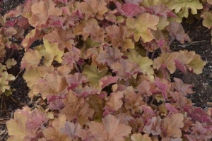 Heuchera 'Caramel'