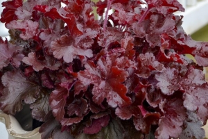 Heuchera 'Cherry Truffles'