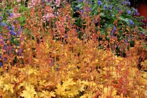 Heuchera 'Ginger Ale' 