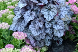 Heuchera 'Glitter' 