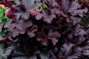 Heuchera 'Grande Black' 