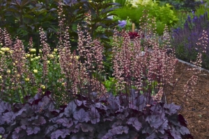 Heuchera 'Grape Expectations' 