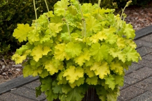 Heuchera 'Lemon Love' 