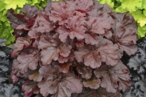 Heuchera 'Mahogany Monster' 