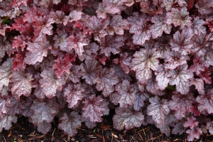 Heuchera 'Plum Pudding'