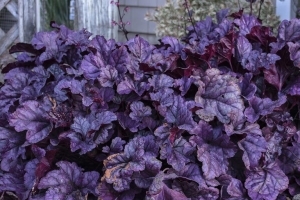 Heuchera 'Wildberry' 