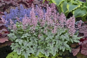 Heucherella 'Pink Fizz' 