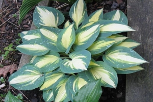 High Society, Hosta