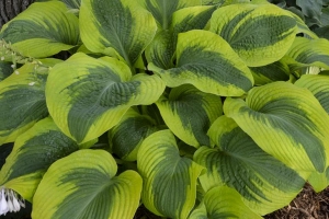 Afterglow, Hosta 