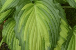 Angel Falls, Hosta