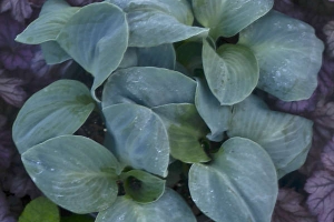 Blue Elf, Hosta