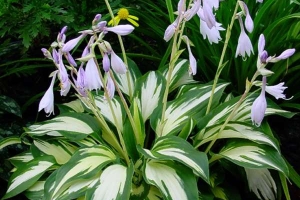 Christmas Candy, Hosta